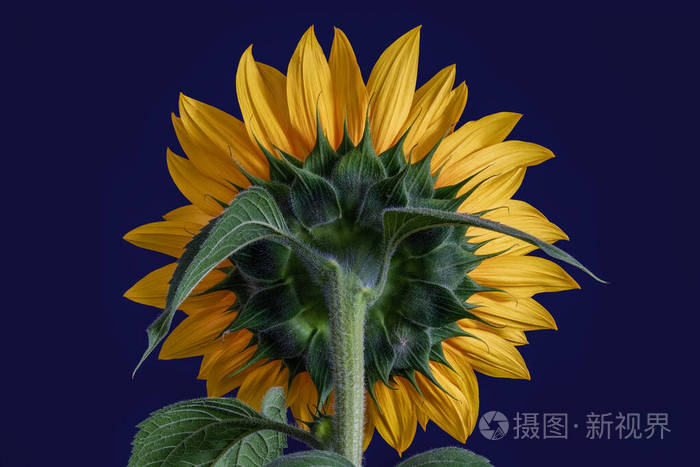 黄色向日葵背面宏观叶芽蓝色背景