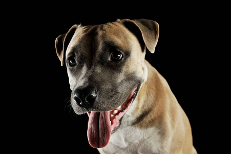 Studio portrait shot of a lovely Staffordshire Terrier 