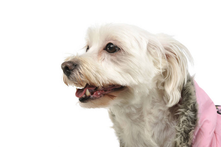 一只可爱的混血狗的肖像