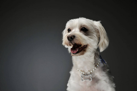 一只可爱的混血狗的肖像
