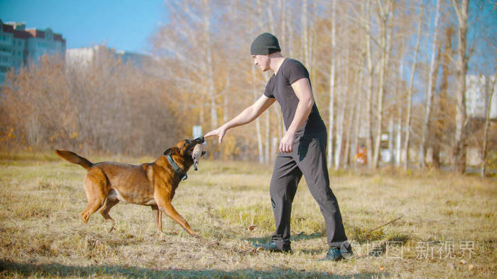 一个男人在地上训练他的德国牧羊犬一只狗把诱饵带回给他的主人