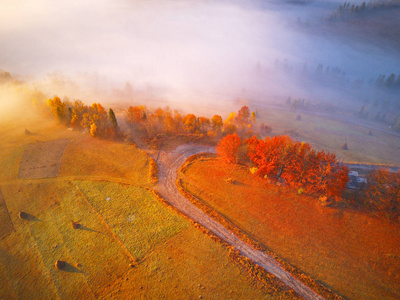 Aerial top view of autumn forest and fog. Drone view of tops of 