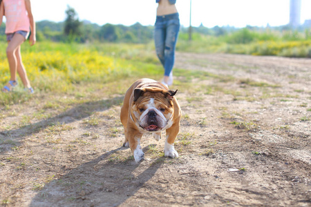 女孩和朋友玩美国斗牛犬奔跑图片