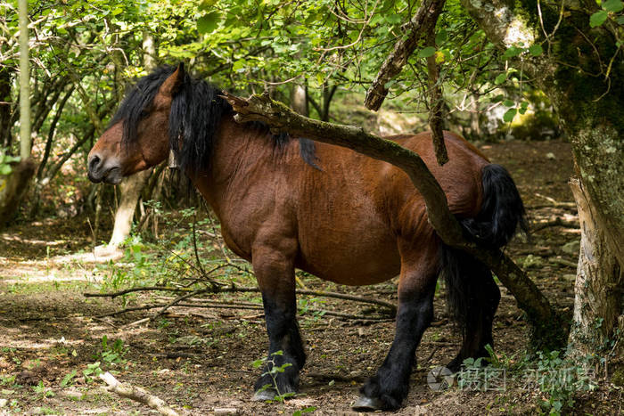 一匹漂亮的马正在用树枝抓