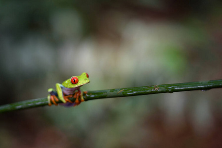 哥斯达黎加的一种红眼树，在树枝上。青蛙天堂，哥斯达黎加，中美洲。