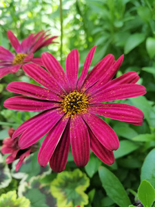 Beautiful purple daisy flower on blossom 