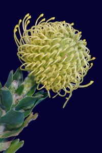 yellow green pincushion protea blossom on blue background 