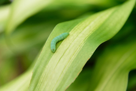 害虫 蠕虫 漏洞 植物 生物学 自然 自由的 花园 集中