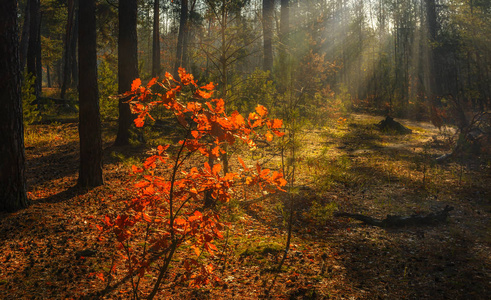 秋天 木材 公园 日出 植物 美女 风景 早晨 颜色 环境
