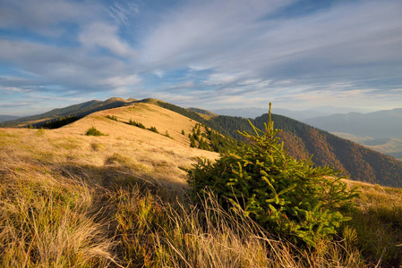 Amazing mountain landscape with colorful herbs. Evening light. 