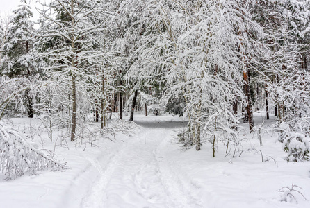 自然 公园 季节 分支 场景 降雪 雪堆 美女 木材 圣诞节