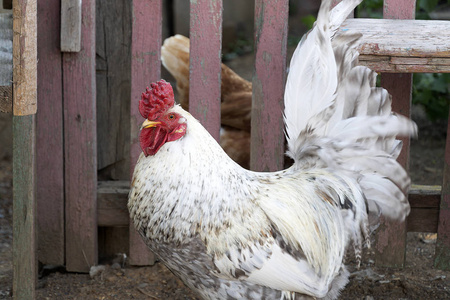 乡下院子靠近木栅栏的白色公鸡.一只长着大冠的鸟在乡下的院子里散步.