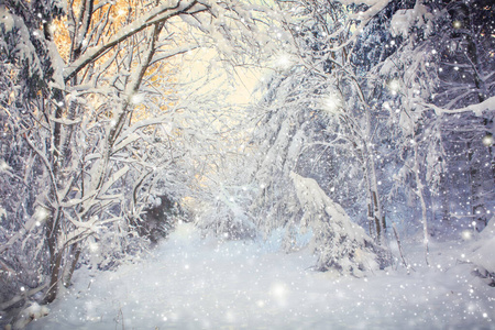 冬季树木和降雪景观。冬季背景。