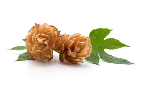 棕色的和新鲜的绿色的树叶向一灰色的c向creteb一ckground干的干燥的