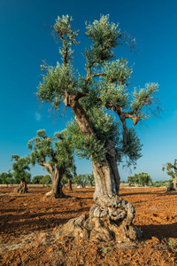 地中海橄榄种植园和前面的一棵老橄榄树