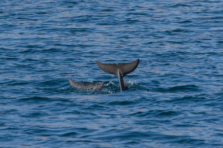 阿曼的海湾印度太平洋驼背海豚(sousa chinensis),在阿曼的穆桑达姆