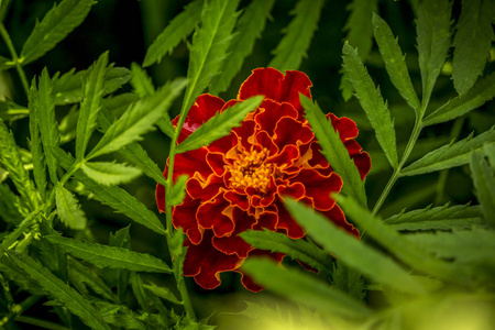 夏天 春天 盛开 婚礼 季节 美丽的 特写镜头 花园 植物