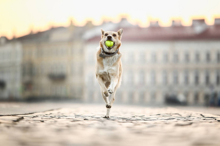 愉快地奔跑图片