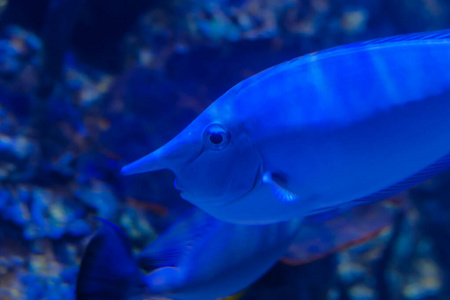 海的鼻子鱼图片