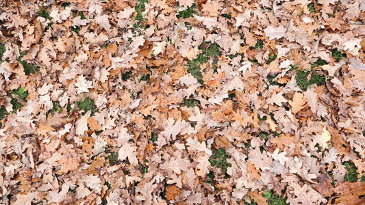 秋天的枫叶和橡树叶落在地上。秋天的枫叶从天而降。黄叶背景。金秋枫叶景。