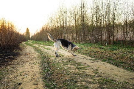 牧羊犬在大自然中漫步时嗅嗅和挖掘地面