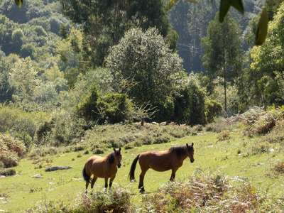 一对漂亮的马正在森林草地上吃草。太阳