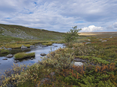 拉普兰风景与小池塘，石头巨石，秋天彩色灌木丛，桦树，草地和山在Kungsleden徒步小径附近，瑞典。蓝天白云。