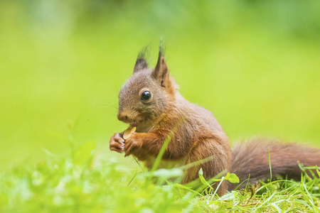 一只小松鼠一只欧亚红松鼠吃坚果的特写镜头照片