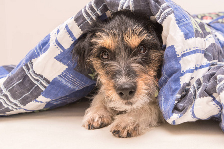 Funny little Jack Russell Terrier dog  is lying and sleeping in 