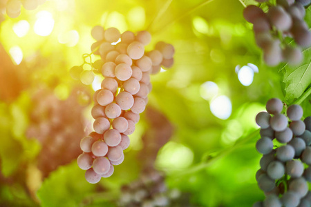 葡萄园里的一串串葡萄。九月阳光明媚的日子里，红葡萄带着绿色的葡萄叶。秋天收获的葡萄，用于酿酒果酱和果汁。
