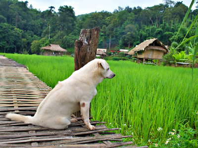 动物 泰国 天空 稻谷 农场 农业 环境 清迈 土地 领域
