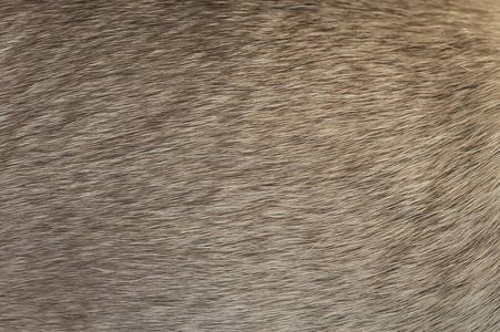 狼殿下高清大图哈巴狗毛质感,米色狗毛特写照片照片