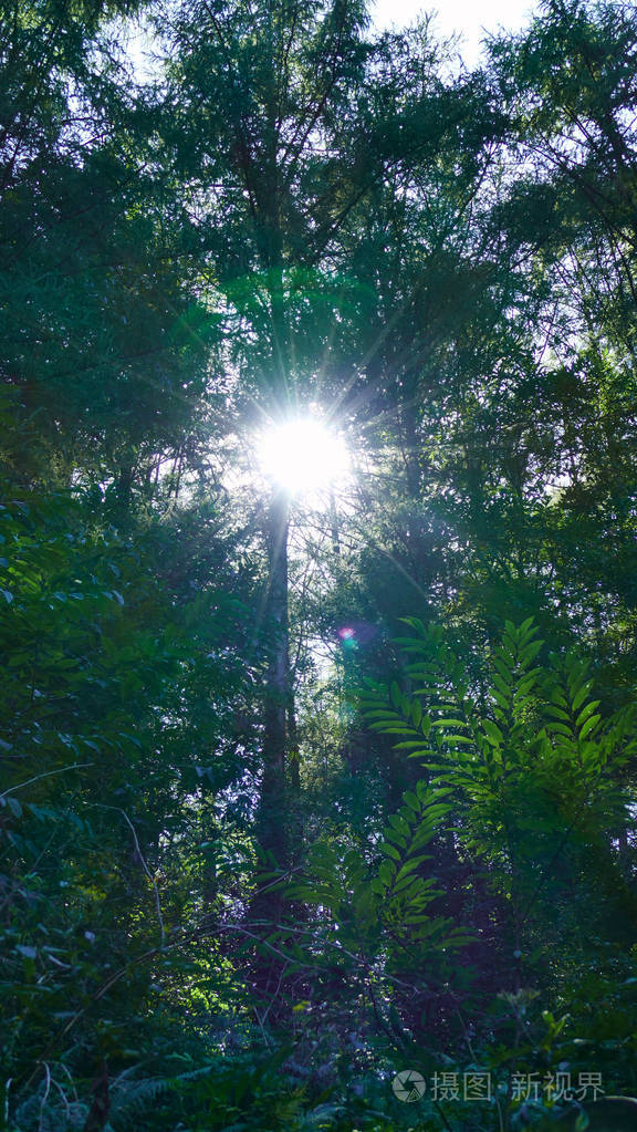 太阳在树林中的倒影