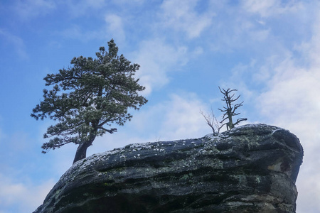 山谷 木材 天空 顶点 季节 岩石 黄山 旅游业 森林 松木