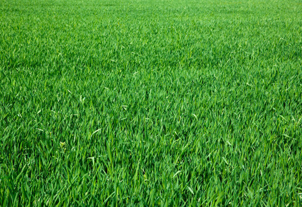 Green grass 