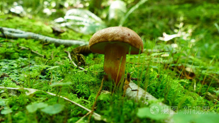 森林苔藓中的褐色蘑菇