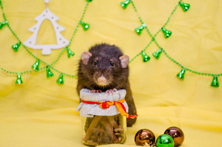 黑色可爱的老鼠长着有趣的耳朵，坐在黄色背景的新年礼物罐上，圣诞树是2020年的象征