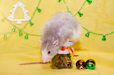 红包黄色小装饰长发小飞象可爱的老鼠坐在新年的罐子上,黄色的背景上