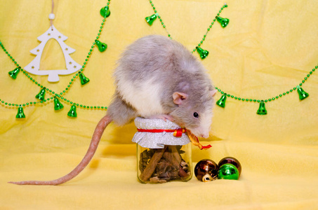 长发闪耀小飞象灰色可爱的老鼠坐在黄色背景的新年礼物罐上，象征着2020年