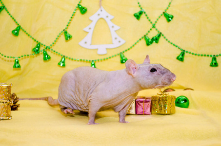 白头鼠坐在新年礼品盒附近，黄色背景上有圣诞树和铃铛，象征着2020年