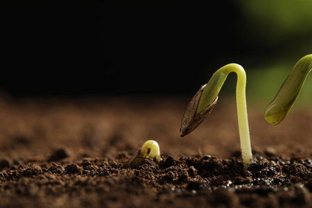 小青苗在土壤中生长,特写.文本空间照片