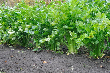 种植芹菜芹菜种植园特写照片