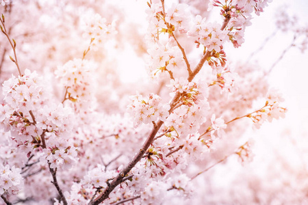 美丽的樱花盛开细节和春季特写是韩国