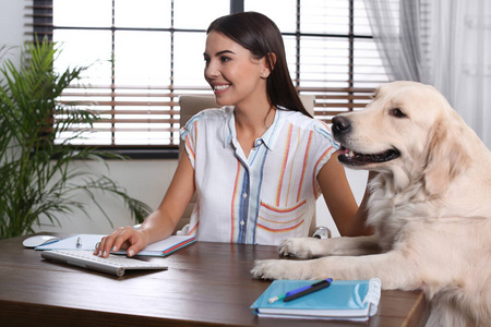 在家办公的年轻女人抚摸着她的金毛猎犬