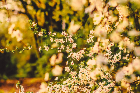 Vintage cherry flowers in bloom at sunrise as nature background 