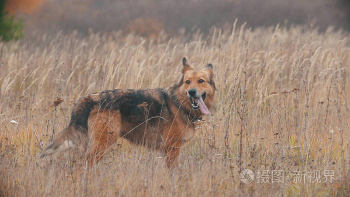 一只毛茸茸的狗站在秋天的黑麦地上