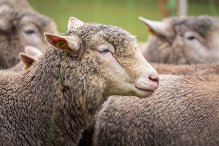 农田 哺乳动物 羊毛 旅行 特写镜头 兽群 农场 牲畜 毛皮