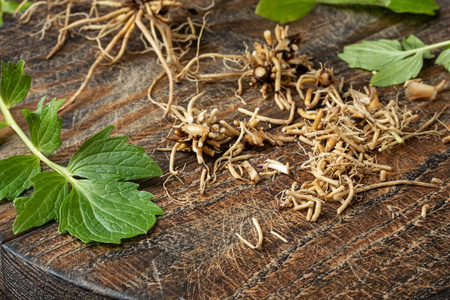 Cut up valerian roots on a wooden table 