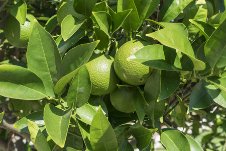 有柑橘类植物叶子的青酸橙或柠檬.照片