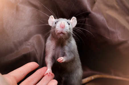 可爱的老鼠和人类的友谊，老鼠用爪子抓着雌性的手，在棕色的背景上有复制空间，象征着2020年